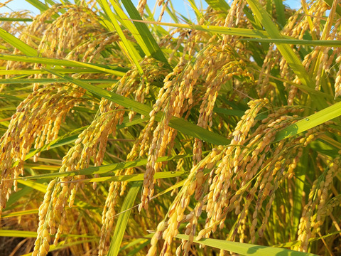 令和6年度　長野県産コシヒカリ　10kg 長野県産コシヒカリ10kg 【令和7年産】新米 - 箱山食糧販売店