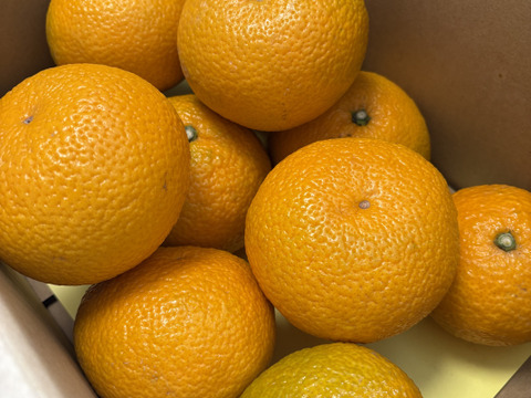 スイートスプリング　3Ｋ　熊本不知火産　瑞々しく美味しい！