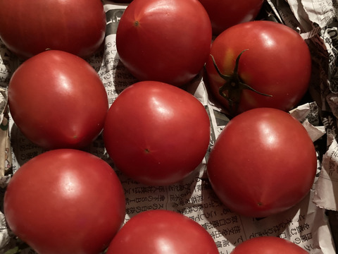 毎食トマト！バクバク食べちゃう栄ちゃんトマト　食べやすい小さめサイズ