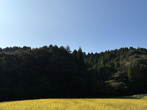 【令和7年新米】自然栽培ヒノヒカリ白米5Kg 栽培期間中農薬・肥料不使用