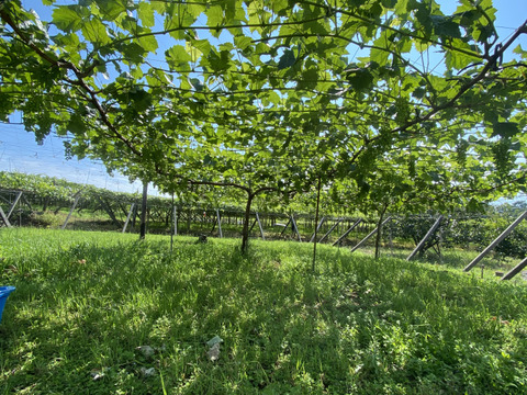 山梨県産「シャインマスカット」