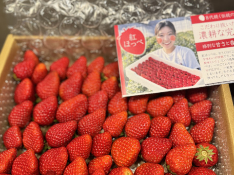 【食べ比べ】お得な大満足の2000g食べ比べセット！人気品種「紅ほっぺ」1000g+静岡限定品種「きらぴ香」1000g or 希少品種「おいCベリー」1000gのどちらかのランダムパック!