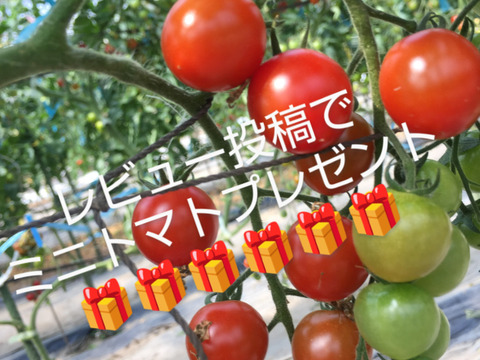 ★平均糖度10.5度！★完熟★名水育ち★究極のフルーツトマト「海部川のしずく」800g(6〜20個)　品種は驚きの桃太郎！