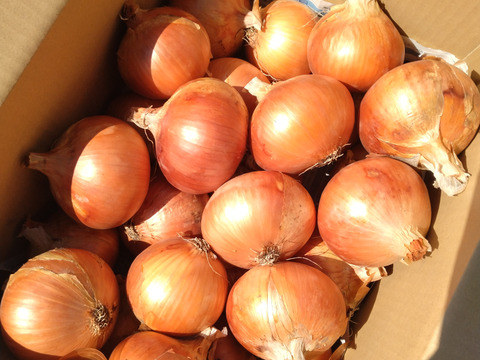 加熱でトロトロ！『ケル玉』L~２L　５キロ