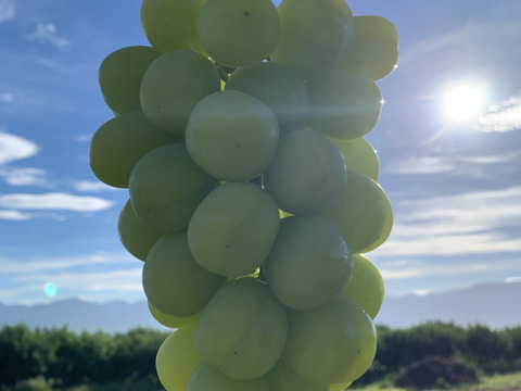 ナガノパープル＆シャインマスカットセット(各1房、合計1.2kg超)