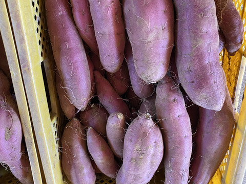 ホクホク食感！千葉県香取市産  紅あずま 2Lサイズのみ　4.8kg