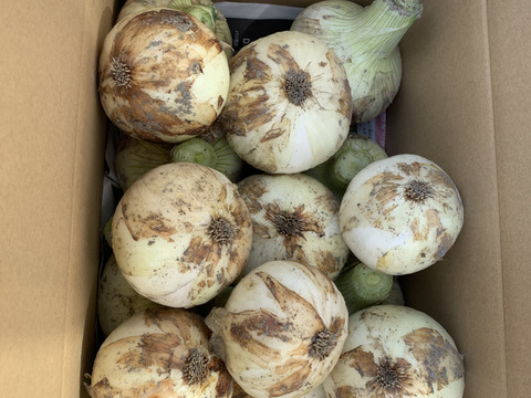 春の訪れ！淡路島の新玉ねぎ(10Kg)【期間限定】