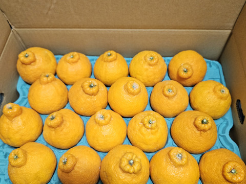 📢早期予約割引10%オフ📢【🥇みかん柑橘グランプリ2026不知火賞＆サクあま賞W受賞】柑橘の王様ハウス不知火 約4.5kg