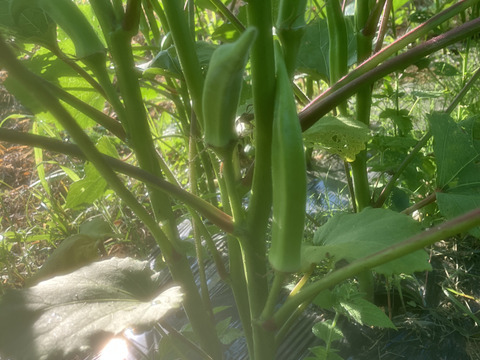 飯島農園の大長五角オクラ ビッグフィンガー 1kg