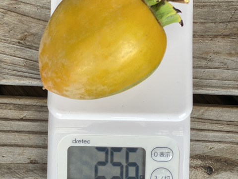 後１つ用意できました！！希少品種“西条柿“ ２キロ７個入り