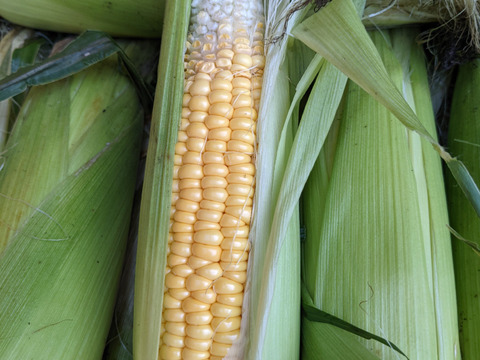 [自然栽培][訳あり8/21発送]朝採れ！程よい甘みのとうもろこし:キャンベラ