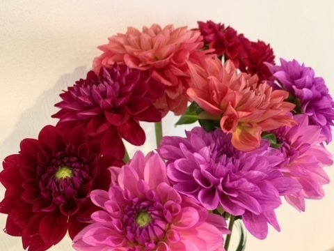 【鮮やか新鮮・産地直送】ダリア花束 「スペシャルMix」色混色10本（40〜50cm）