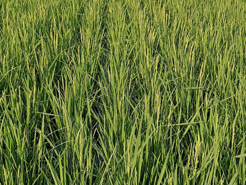 自然栽培（農薬・有機化学肥料不使用）のお米！ 玄米５kg　令和５年産