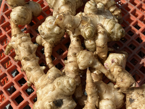 おおふくの菊芋10キロ〜生でシャキシャキ加熱でほくほく〜京都府産農薬不使用有機肥料栽培