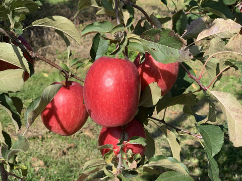 年明け発送🍎【幻の小玉第3弾】スリムレッド シャキッとジューシー 3キロ箱使用 9〜25玉程度　商品ID51599 長野県 信州 安曇野 リンゴ 幻 幻のリンゴ 予約 希少 旬