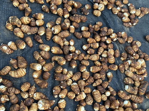 【モカ様御専用】【通年完全農薬不使用】信州八ヶ岳山麓産　紅はるかさつまいも 5kg➕里芋2kg