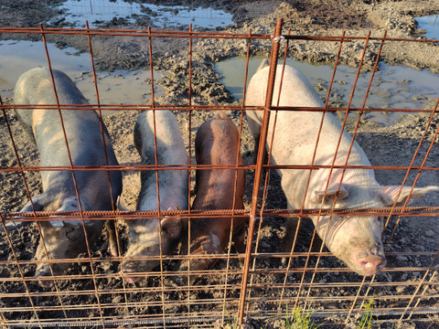 岡山県で、こだわりのエサと放牧飼育で1年以上育てた4元豚豚　ウデ・バラ・モモ　300g×３パックセット　【福袋】【冬ギフト】