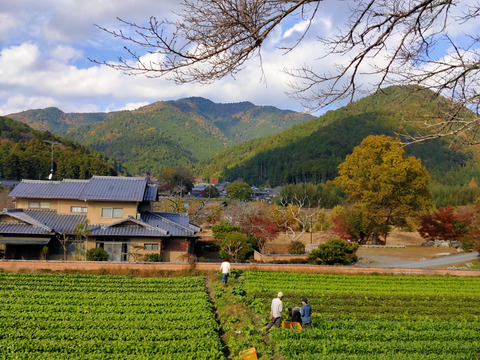 お買得！冬の葉物祭り！2キロの葉野菜詰め合わせ！たっぷり！ペロリ！サラダから、鍋まで秋冬の食卓を彩ります！
【秋の葉野菜セット2キロ】しゃくし菜、壬生菜、畑菜、ルッコラ、赤水菜！3〜4種入です！