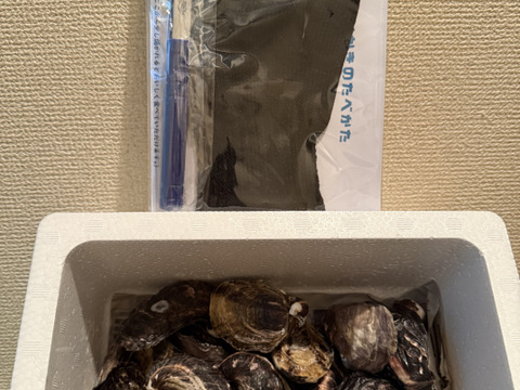 日本唯一の大入島オイスター 真カキ【20〜25個入】時期により多少個数に変化があります。農林水産大臣賞受賞、牡蠣の苦手な人でも食べれると評判です。