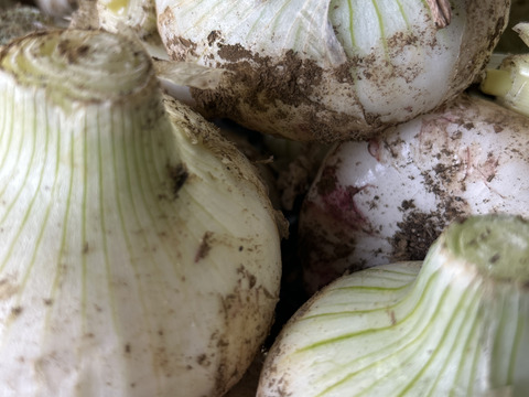 新玉ねぎ　白　5kg