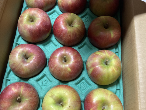 りんご(国光) 4キロ