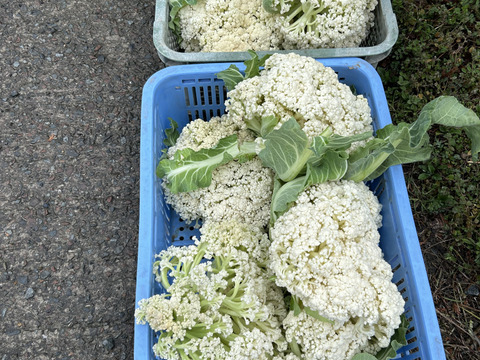 残りわずか！はなやさい天草一号(スティックカリフラワー)/600g：熊本