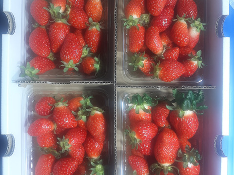 べにたま小粒奇形250g×4パック