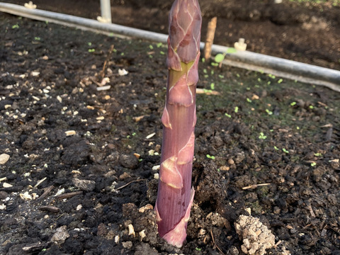 【4月限定】4色アスパラギフトセット（1kg）