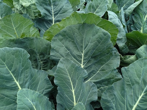 北海道産ロマネスコ　6㎏（8～9玉）