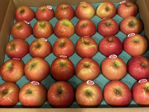 【12月9日から🍎】ピンクレディ®︎  5キロ箱 16玉〜33玉サイズ  長野県 信州 安曇野 リンゴ 幻 幻のリンゴ 予約 希少 ID64029 ピンクレディー