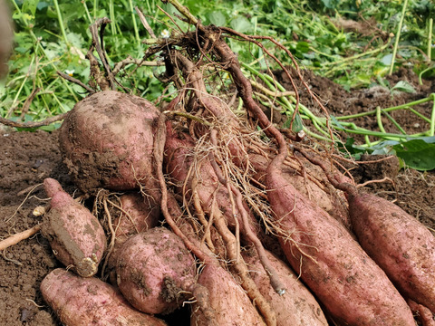 五島直送！潮風 × 火山灰土が育てた熟成島さつまいも『安納芋』4kg