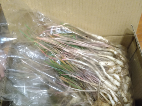 石垣島産島らっきょう1.2キロ