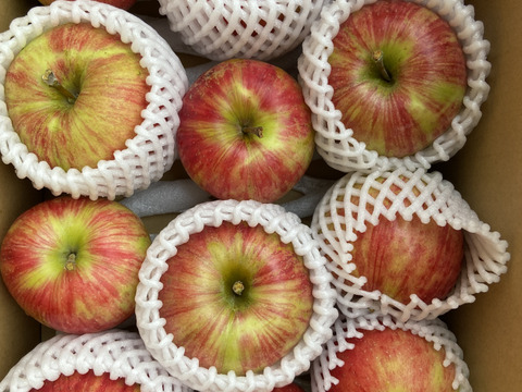 近日中発送！シャキシャキ！希少りんご あかぎ 2kg箱満タンで発送します！信州りんご