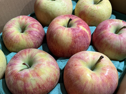 【家庭用】シナノリップ 約2.5kg(7-14玉)甘くてジューシーな夏りんご 8月中旬頃 #NAR0B025