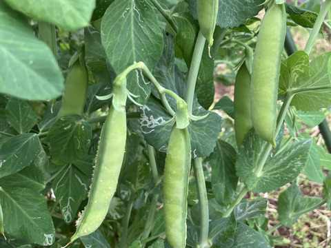 自然栽培のうすいえんどう　【クール便】1Kg