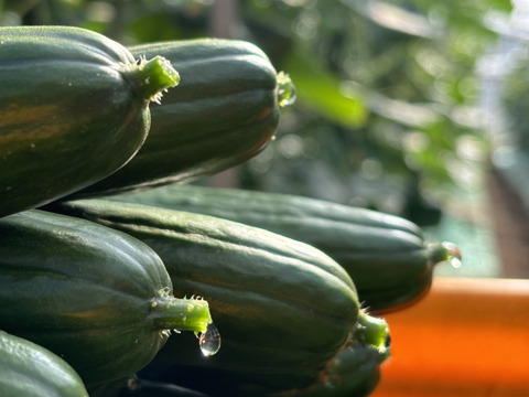 太陽のごちそう！パリッとひなたきゅうりお買い得2Kg(箱重量込)