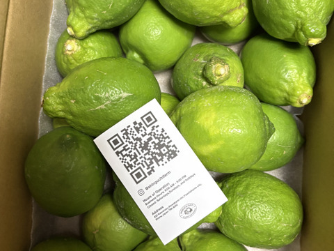 【予約限定価格】皮ごと食べられる 瀬戸内グリーンレモン 3kg 防腐剤・ワックス不使用