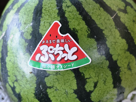 三浦スイカ【ぷちっと】サクサク甘い！!北海道へはこちら