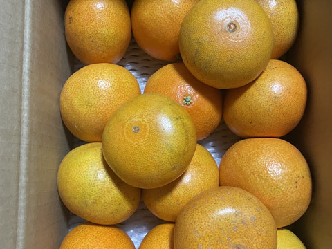 【訳あり】そらまどんな 天空の果樹園 愛媛産まどんな 3kg