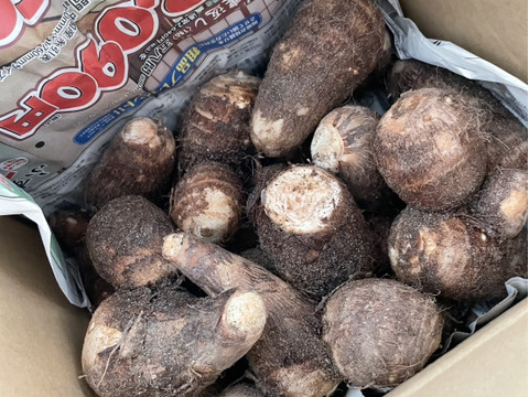 【野菜ソムリエサミット銀賞受賞】絶品！とろける里芋【とろりん】1.8kg土付き