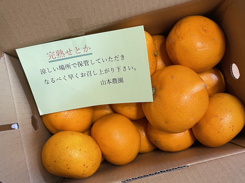 完熟せとか！「家庭用約3キロ」