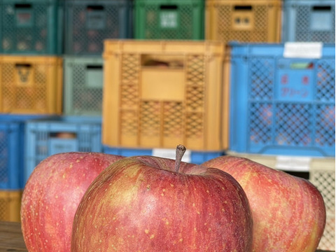 福箱お買い得！福島の美味しい『ふじりんご』10キロ箱