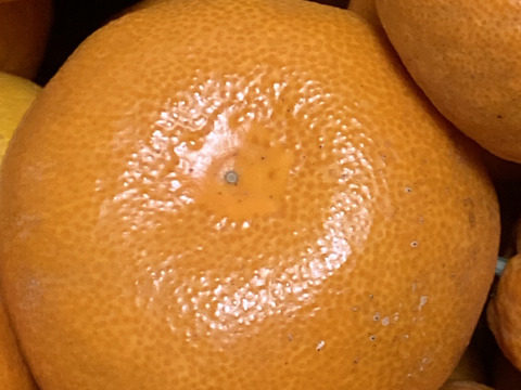 【訳あり】完熟早生みかん　１０㎏