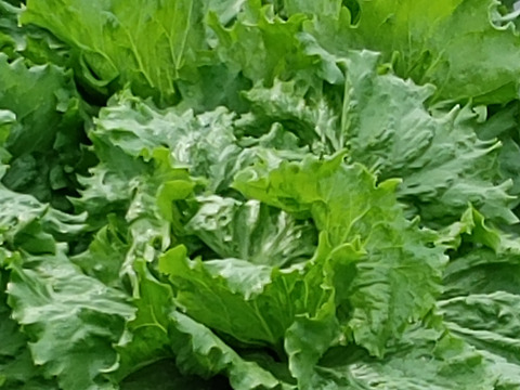 大好評，地層が違う淡路島、ターザン(風袋込み２キロ