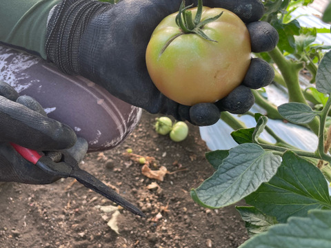 マイルドな酸味と甘味　大玉トマト　れおん・麗夏　約2kg