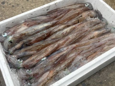 今が旬！！青森県産　ヤリイカ　約２kg