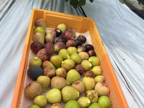 THE FIG ～皮ごと食べれるいちじく～