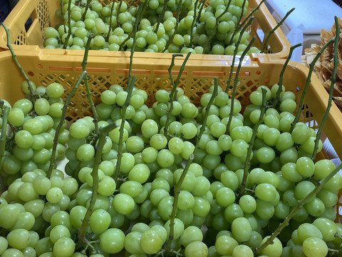岡山県産 シャインマスカット 3房 1.9〜2kg 岡山県産✨シャインマスカット🍇訳ありたっぷり2kg🎶（房数未定