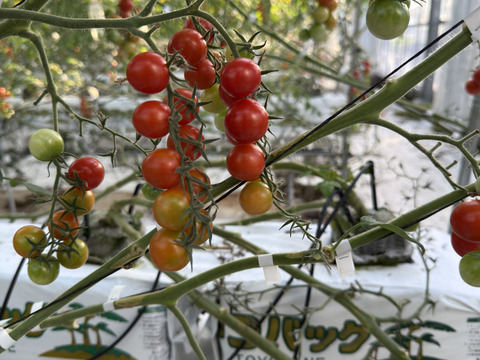 『ミニトマト1kg箱』『ピカピカ』新鮮＋ちょうどいい酸味　美味しい満足‼️トマト🍅〜