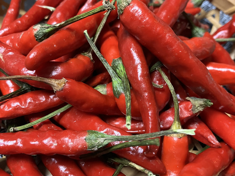 人気No.1【沖縄特産】希少！ジャンボ乾燥島唐辛子 ６０g